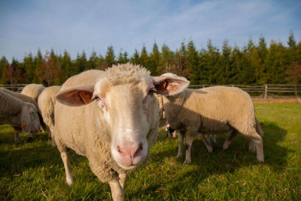 ovejas en el prado rompecabezas en línea
