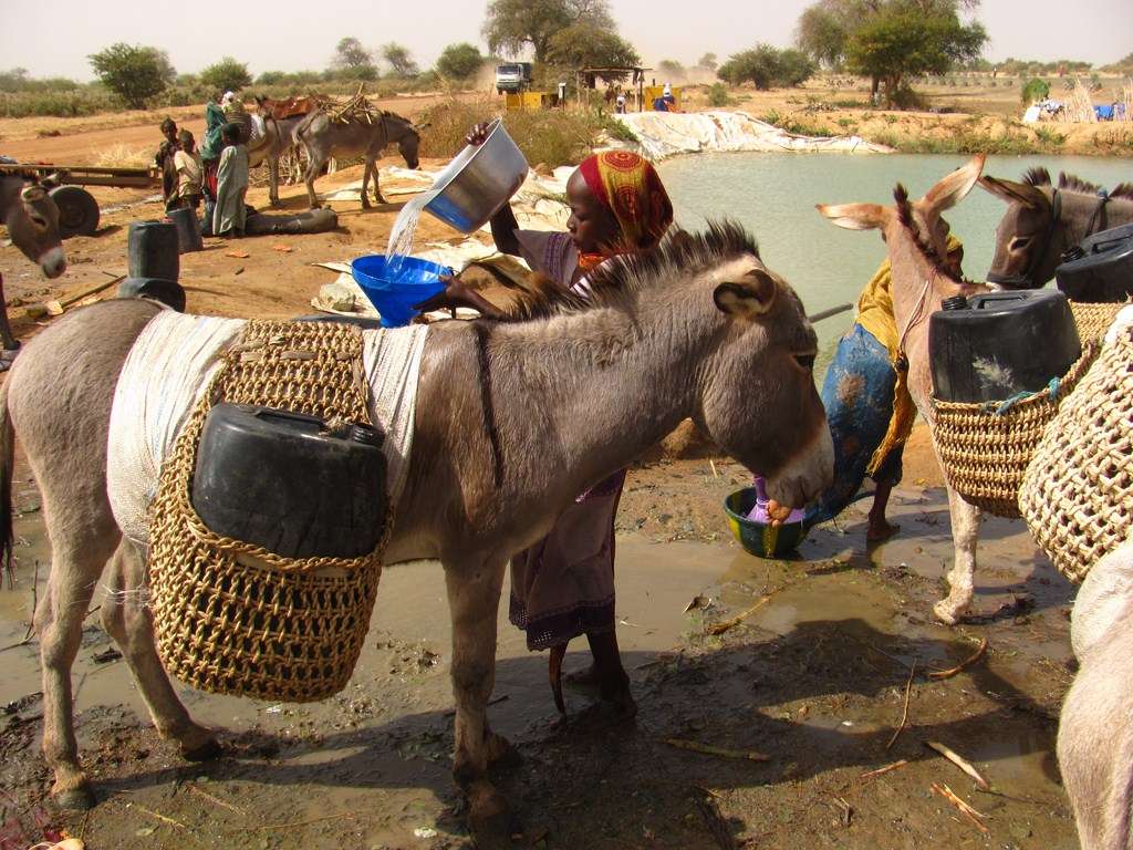 åsnor hjälper till att bära vatten - afrika Pussel online
