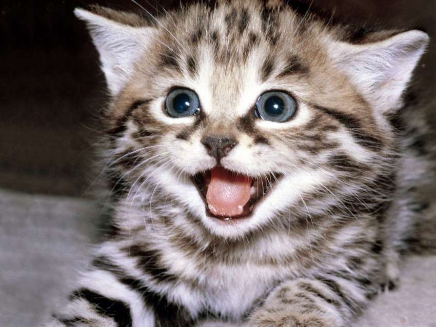 usmívající se kotě skládačky online