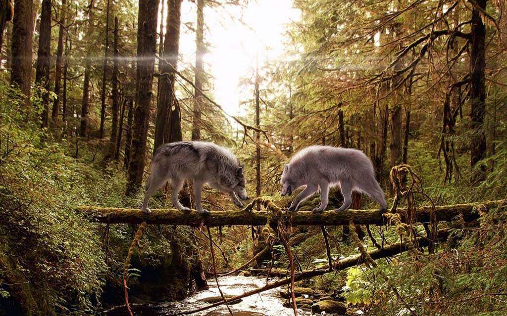 Вовки на дереві пазл онлайн