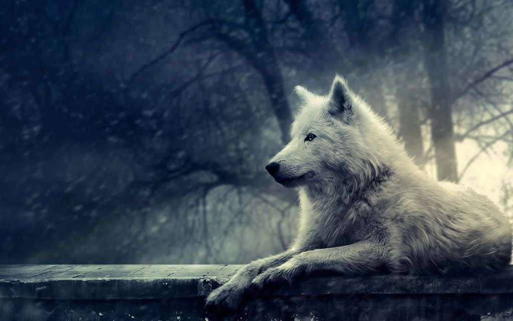 Vlk v lese skládačky online