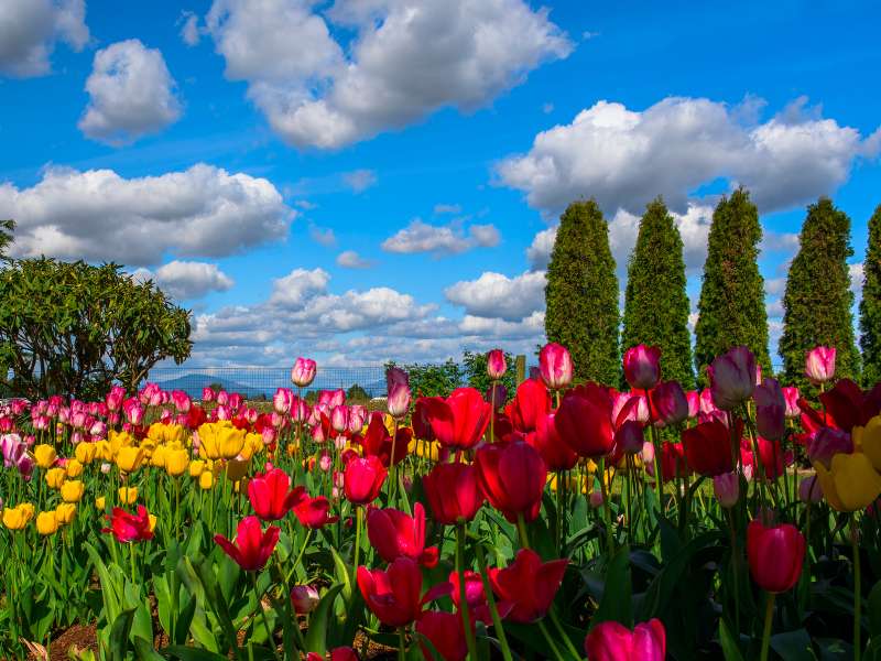 Színes tulipánok kirakós online
