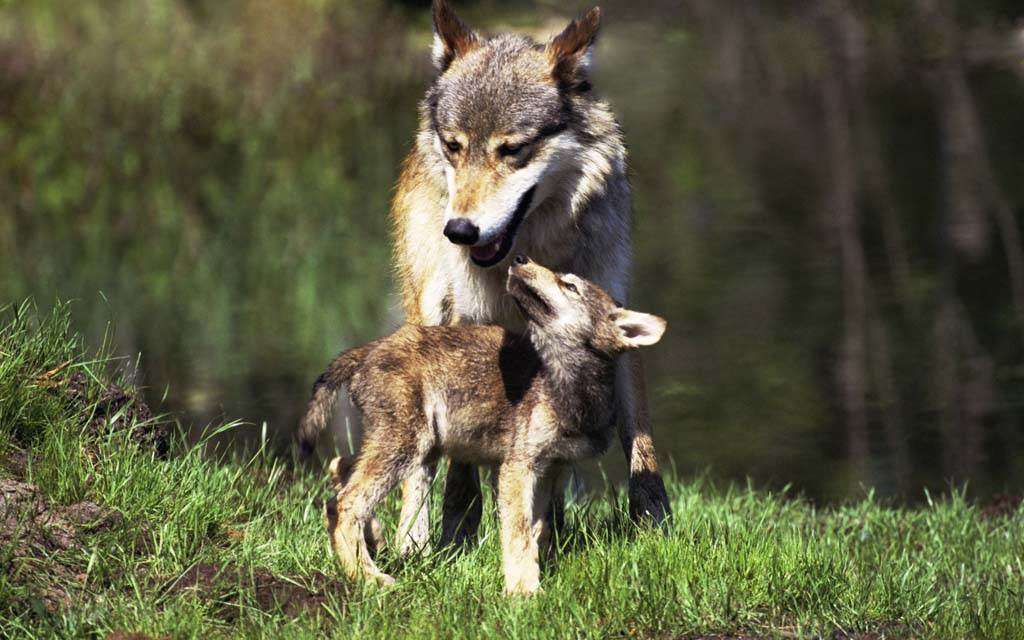 Μητέρα Λύκος και ένας νεαρός λύκος online παζλ