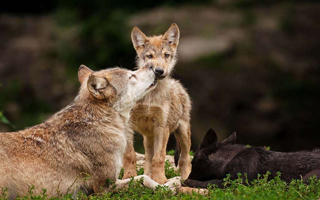 Loup maman et jeune loup # 2 puzzle en ligne