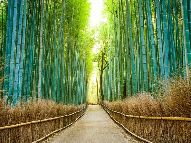 Бамбукова алея в Японії пазл онлайн
