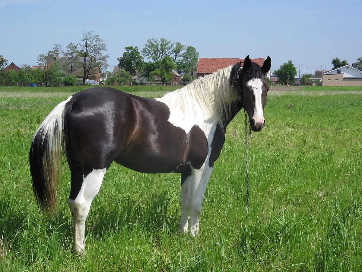 Ένα άλογο online παζλ