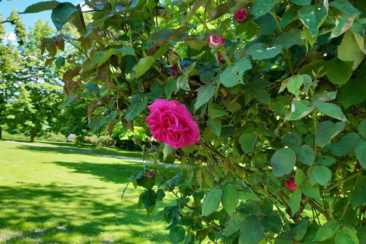 arbusto no parque e uma flor quebra-cabeças online