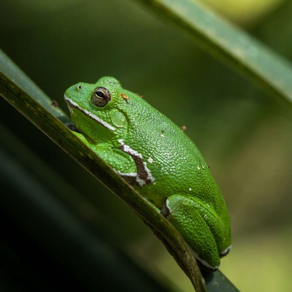 зелена жаба, кацнала на зелени листа, селективен фокус фотография онлайн пъзел