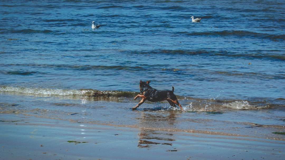 черная собака бежит по берегу моря в дневное время онлайн-пазл