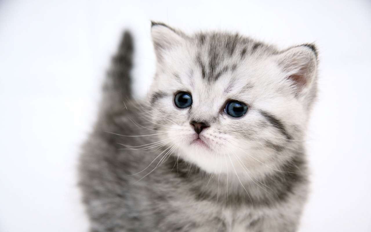 Aranyos cica kirakós online