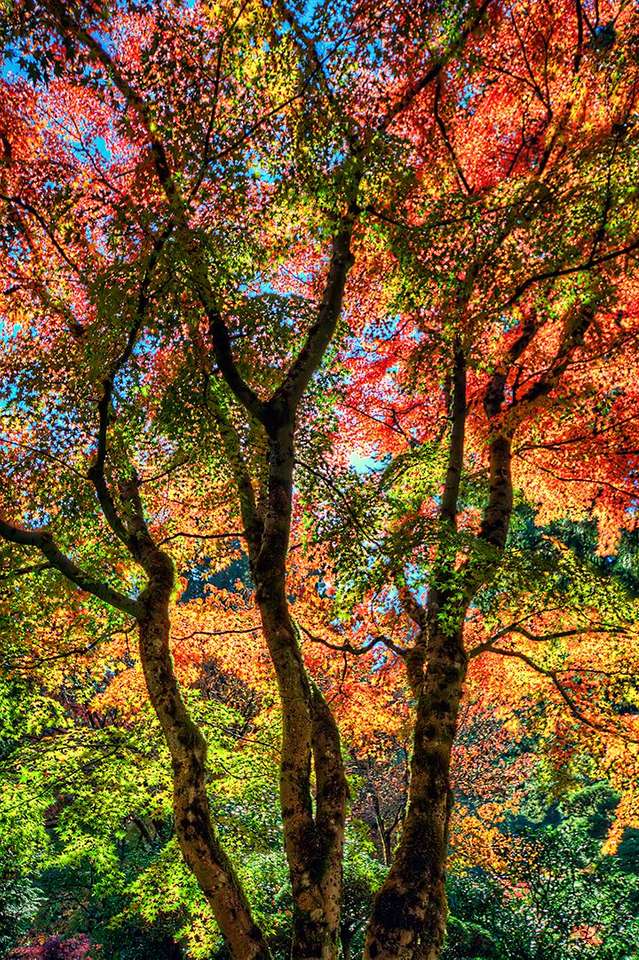 Ζωγραφική δέντρων χρωματισμένο ουρανό παζλ online