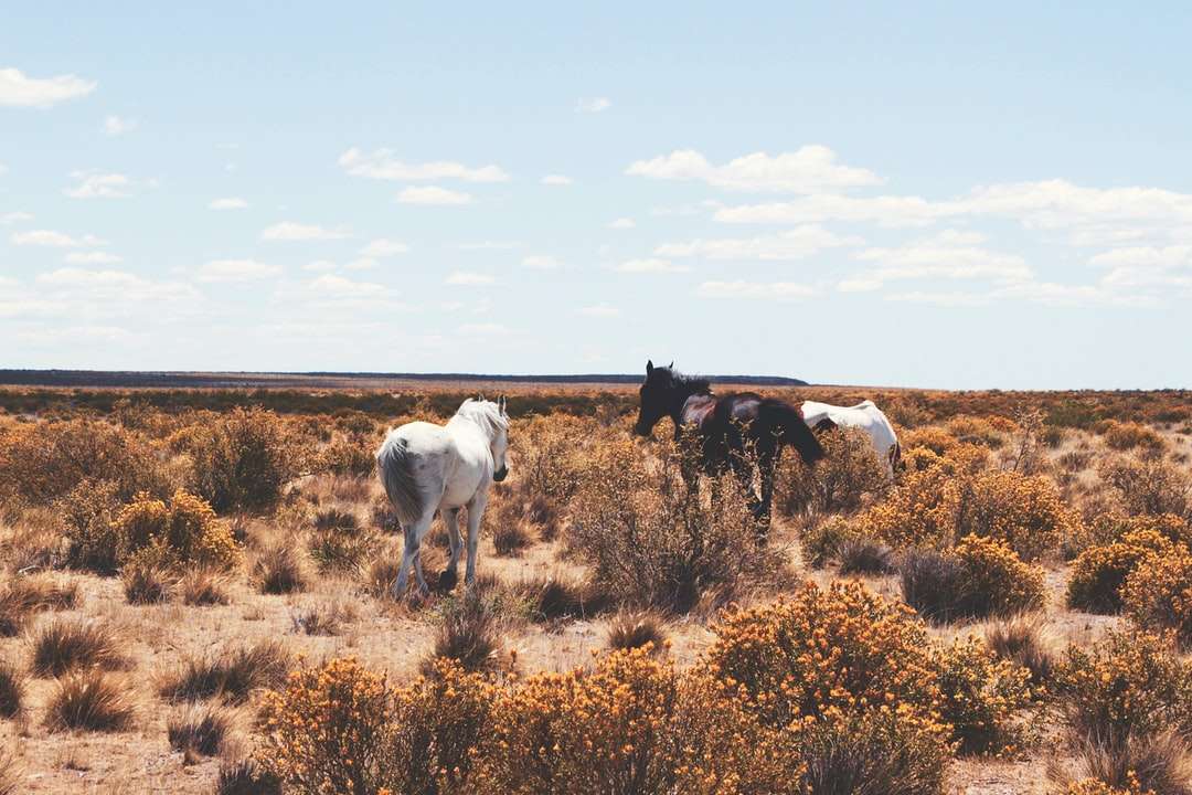 três cavalos brancos e pretos em campo aberto puzzle online