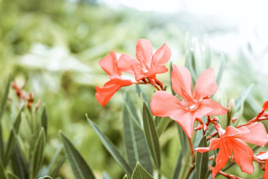 fotografie de primăvară a florii portocalii petale puzzle online