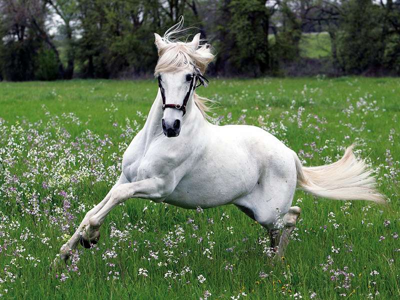 vit häst pussel på nätet