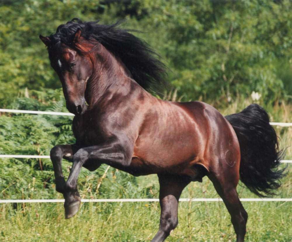 Όμορφο άλογο online παζλ