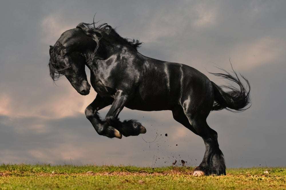 Zwart paard online puzzel