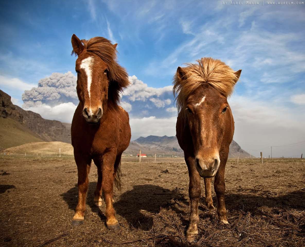 Δύο άλογα online παζλ