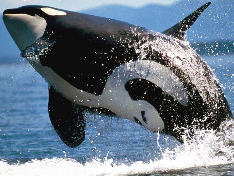 Orca springen online puzzel