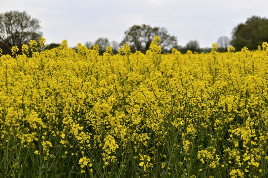 желтое цветочное поле под белым небом в дневное время онлайн-пазл