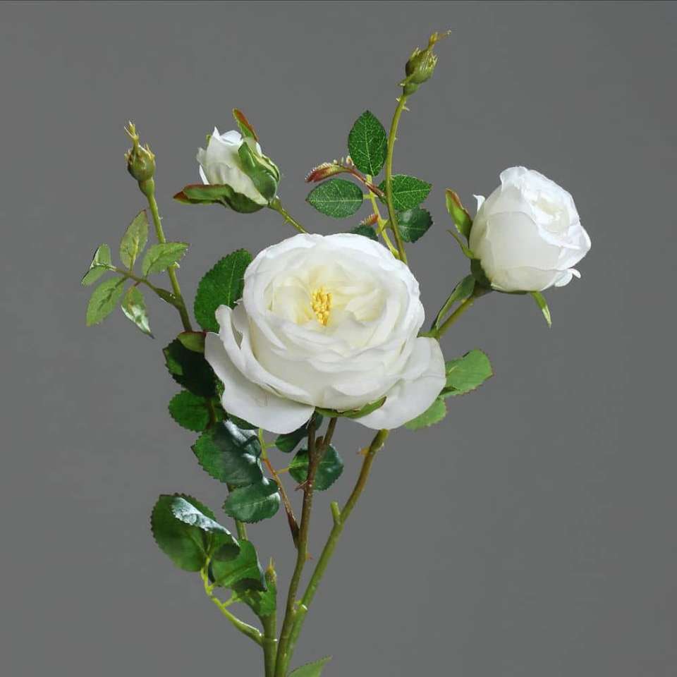 англійська біла троянда онлайн пазл