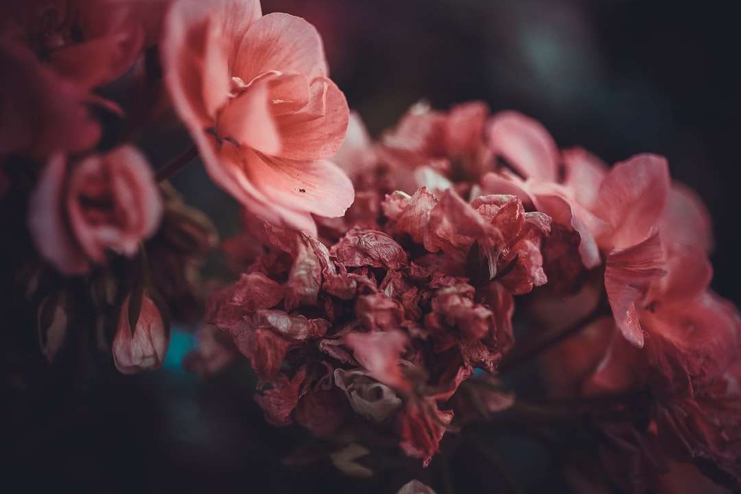 ροζ λουλούδια με πέταλα παζλ online