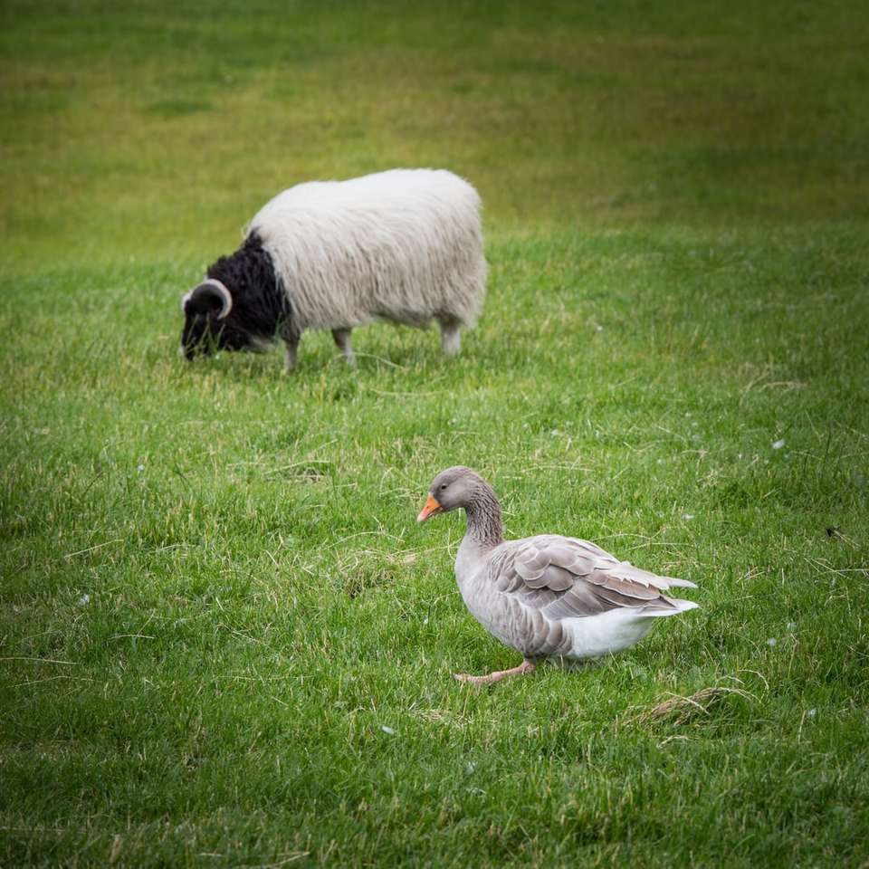 серая утка и белый баран на зеленой траве пазл онлайн