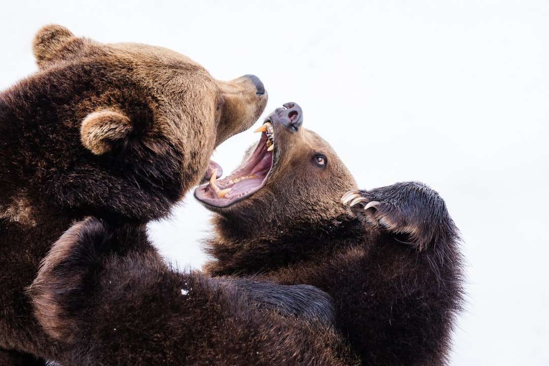 dva hnědé medvědy grizzly skládačky online