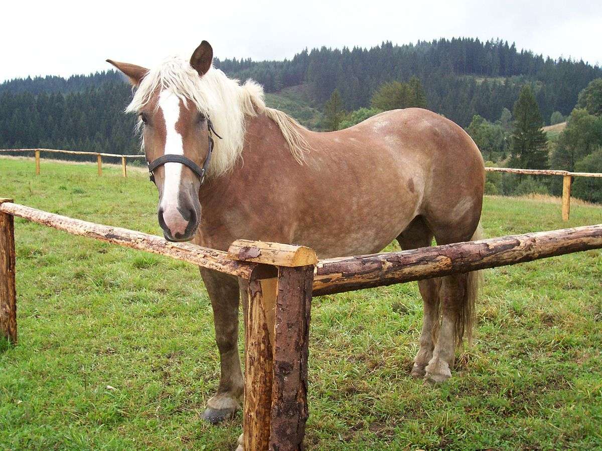 Лошадь хафлингерской породы головоломка