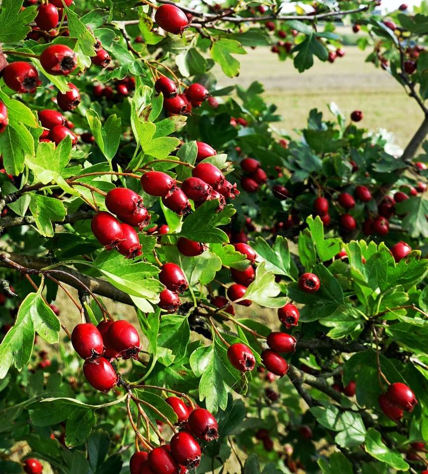 fructe rotunde roșii pe iarbă verde în timpul zilei puzzle online