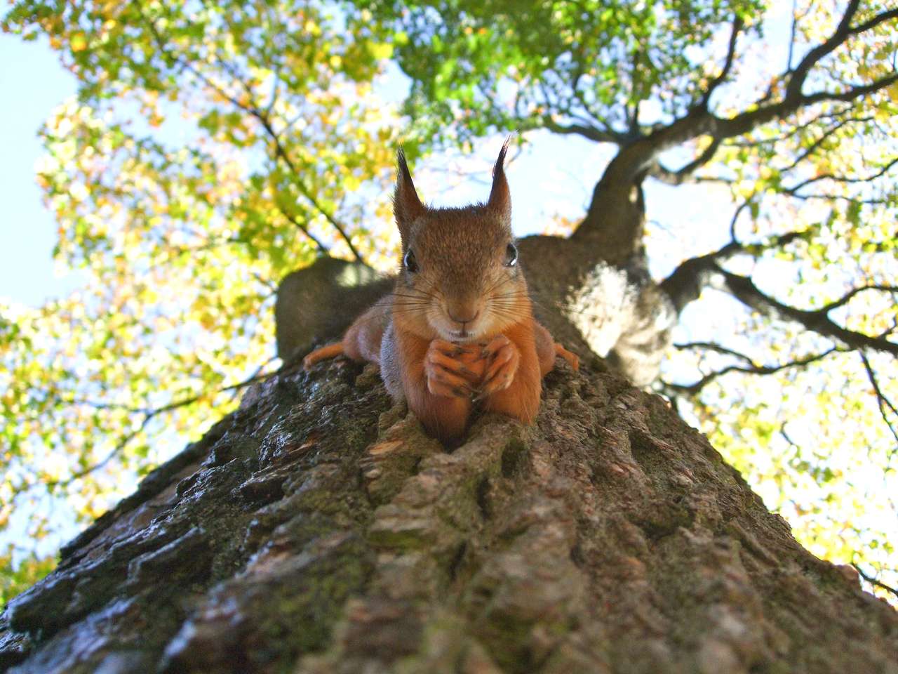 Veverička puzzle en ligne