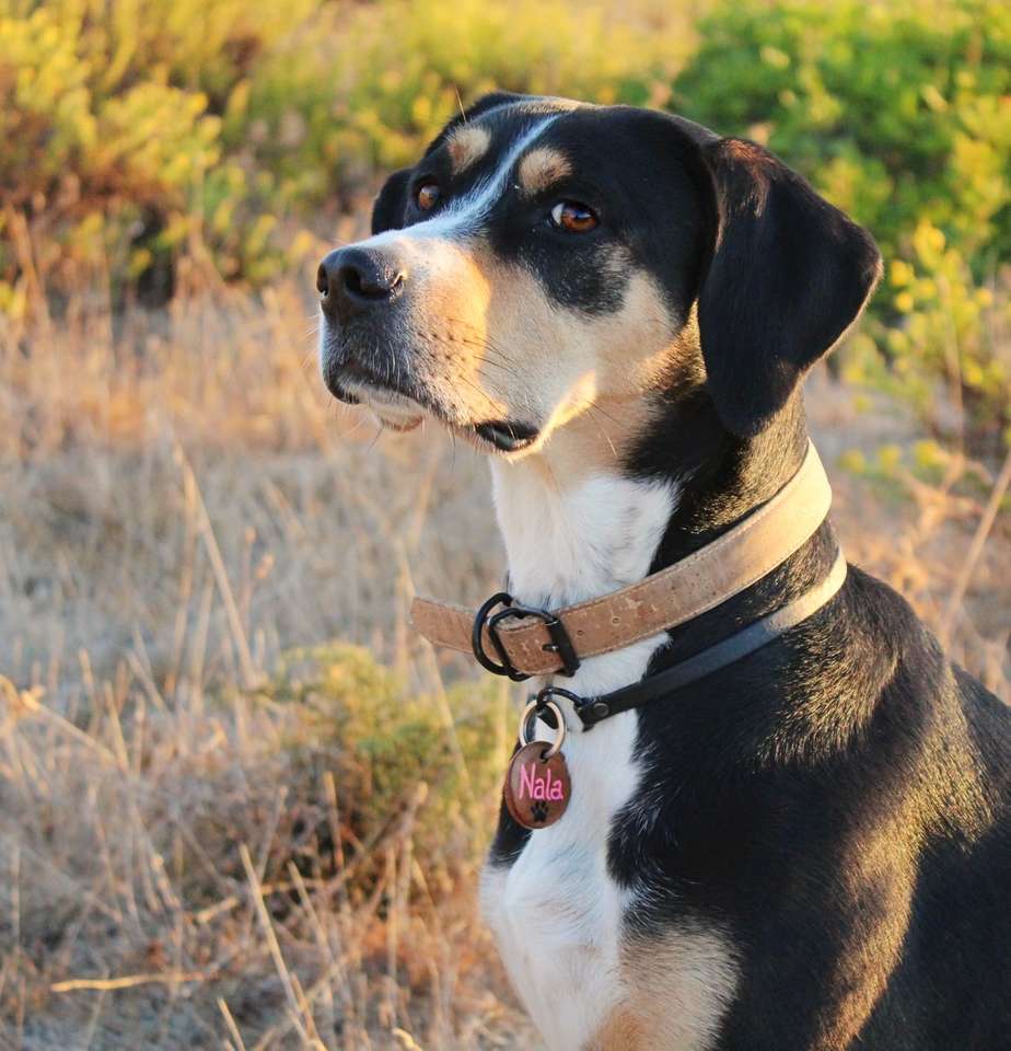câine alb și negru îmbrăcat scurt pe câmpul de iarbă maro puzzle online