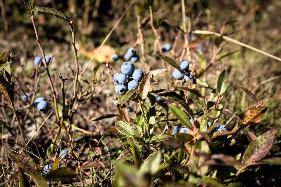 fructe de padure albastre pe iarba verde in timpul zilei jigsaw puzzle online