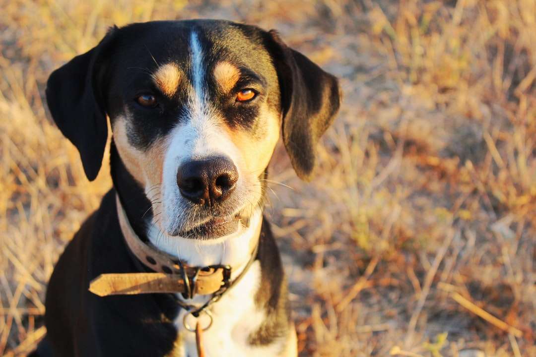 черно и бяло късо покрито куче на кафяво тревно поле онлайн пъзел