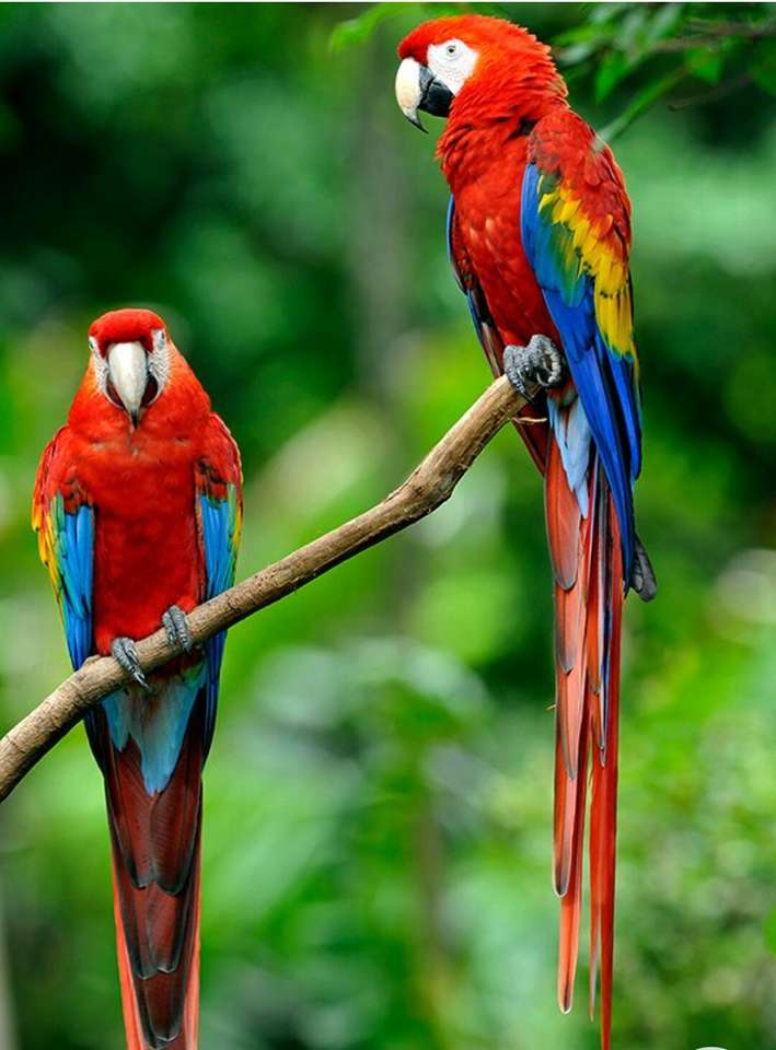 Папагали (птици) онлайн пъзел