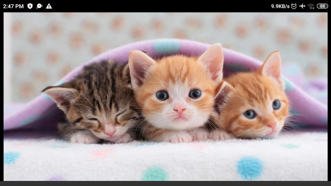 Cute Kittens jigsaw puzzle online