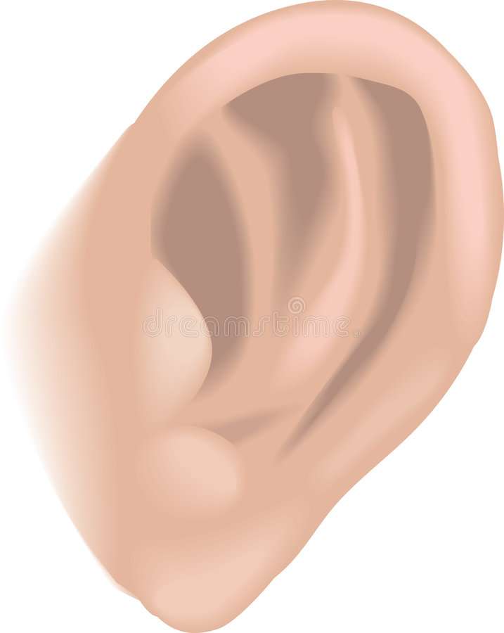 Órgão do sentido do ouvido quebra-cabeças online