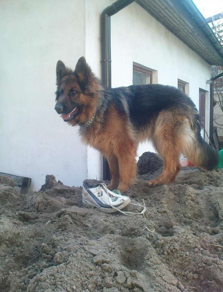 Немско овчарско куче 2204 онлайн пъзел