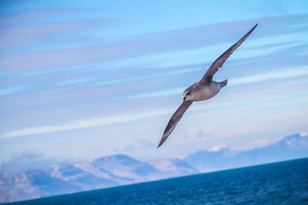 γκρι πουλί πάνω από το γαλάζιο του ωκεανού online παζλ