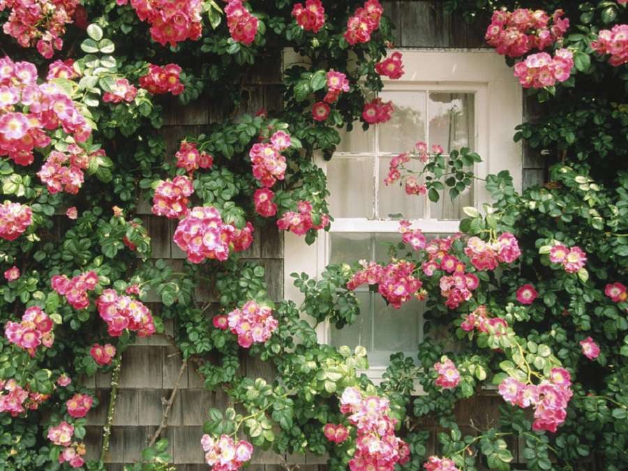climbing roses online puzzle
