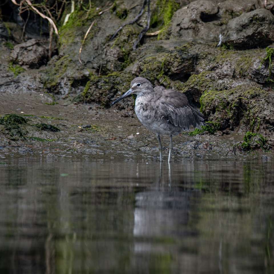 grijze en witte vogel op water legpuzzel online