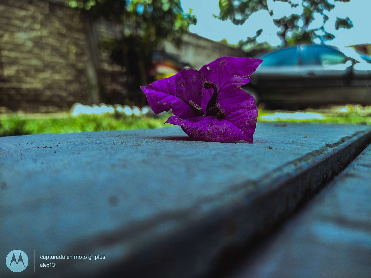 Purple blommor Pussel online