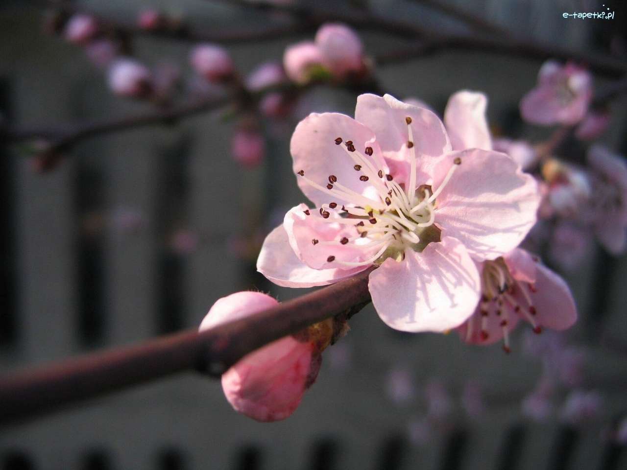 flor de cerejeira puzzle online
