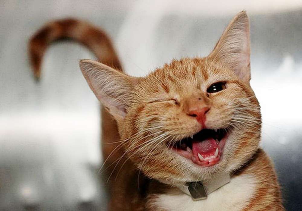 kattungen blinkade pussel på nätet
