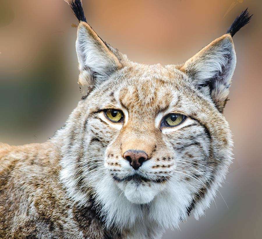 regardant le lynx puzzle en ligne