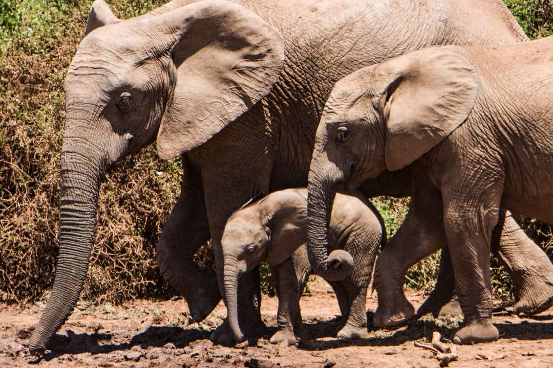 elefántok csoportja online puzzle