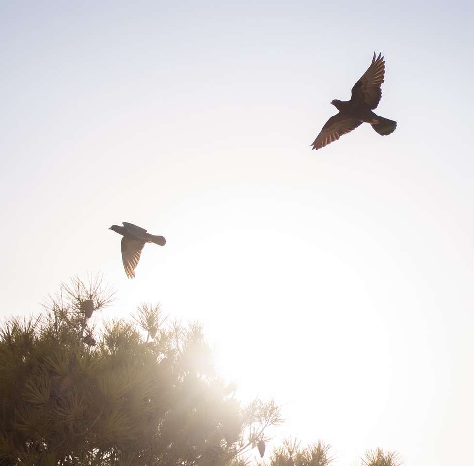 черно-бяла птица, летяща през деня онлайн пъзел