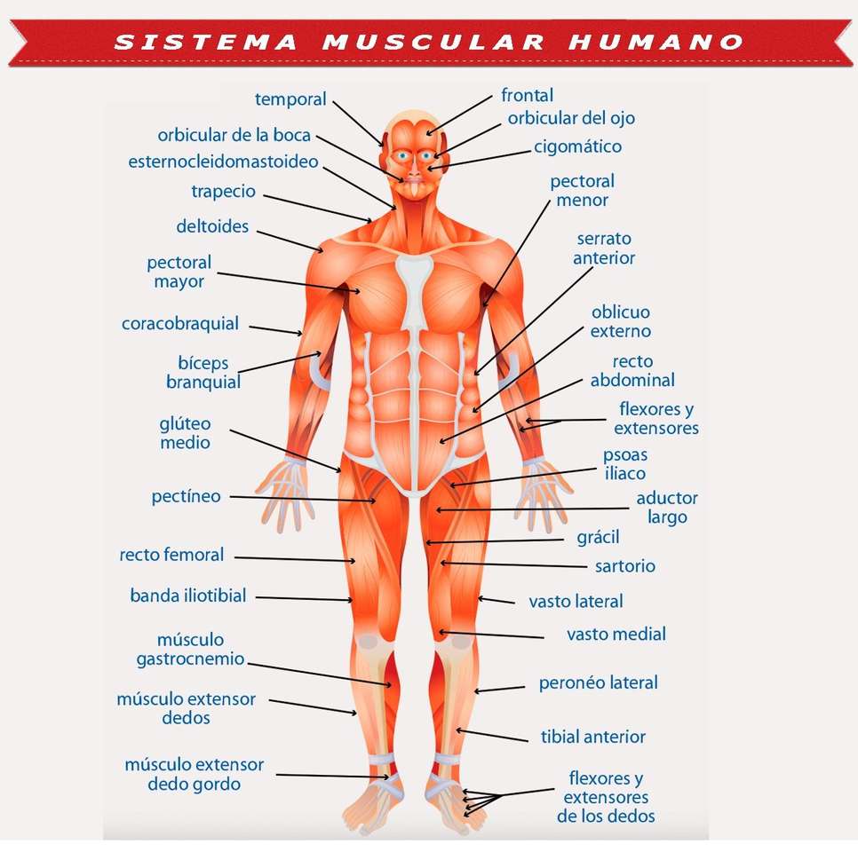 The Muscular System online puzzle