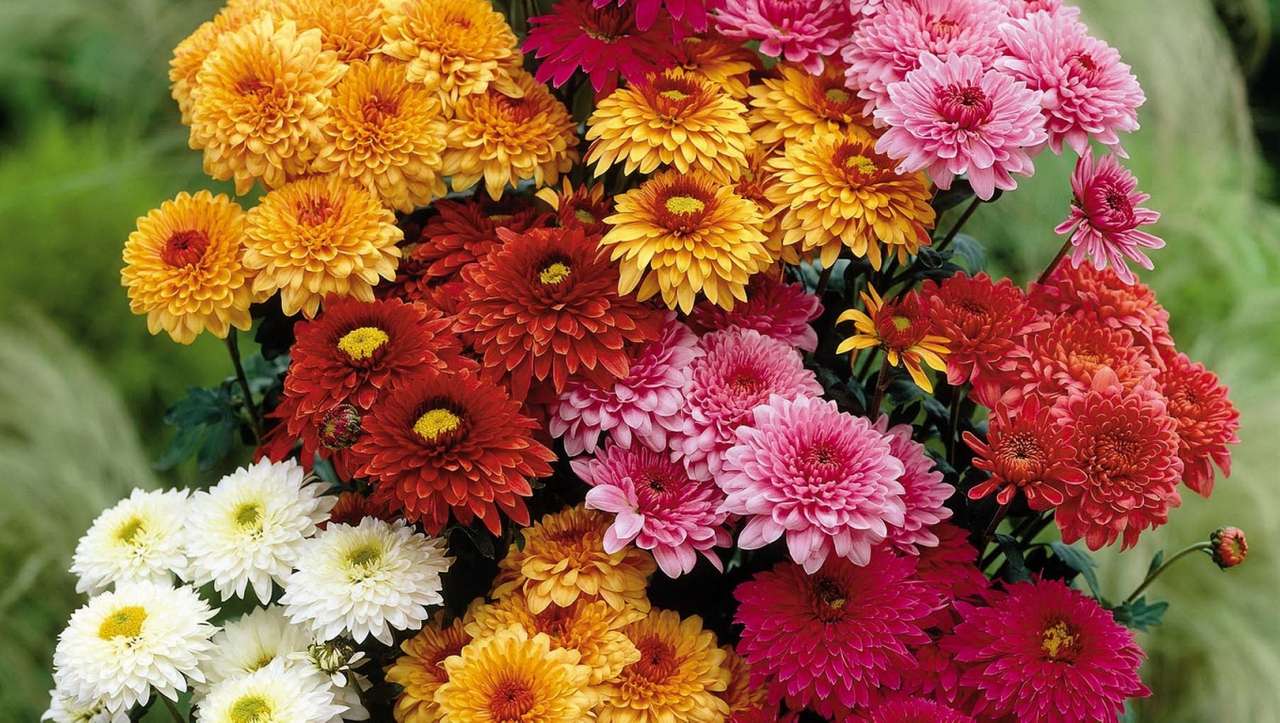 Floricele colorate de toamna puzzle