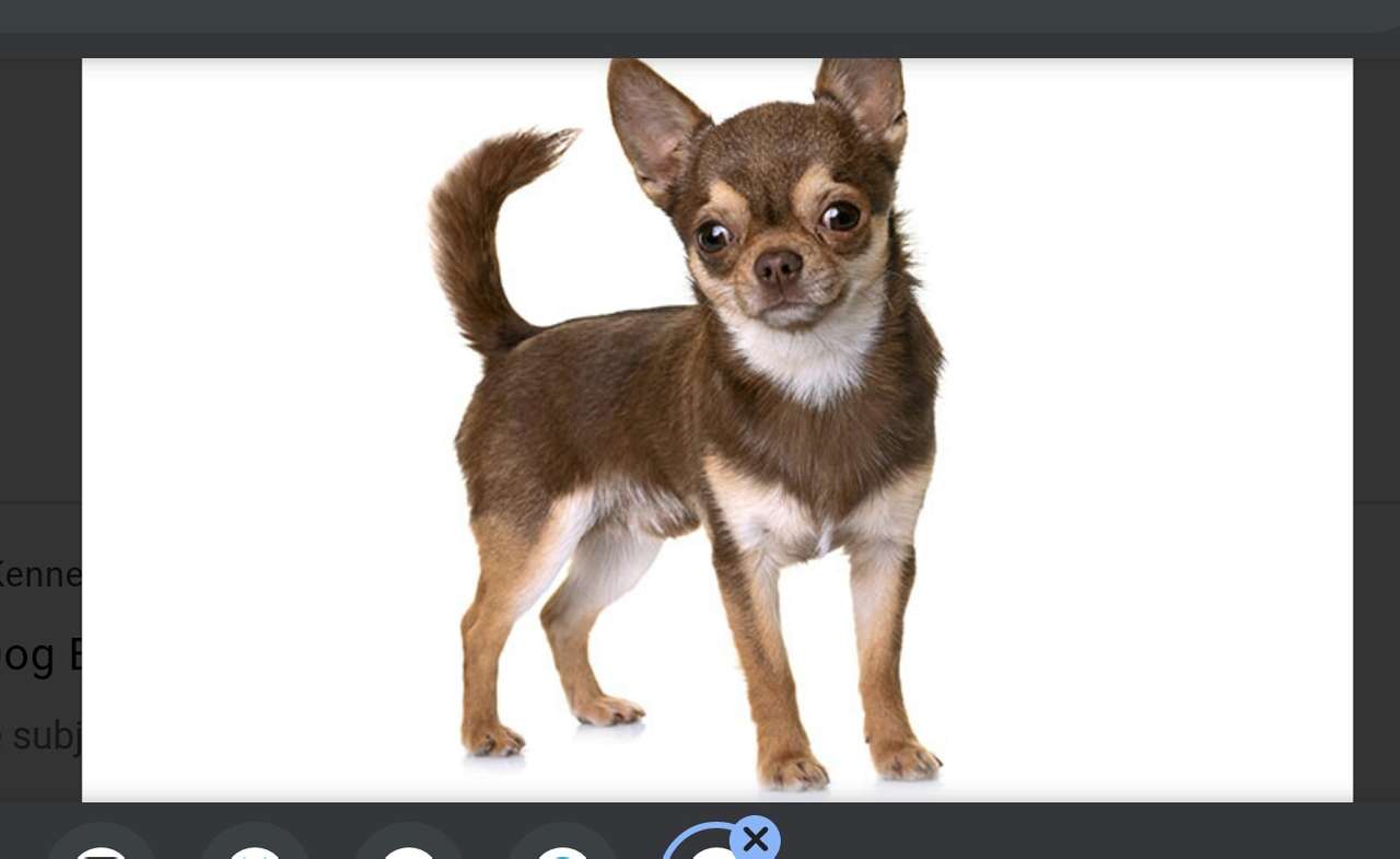 Chihuahua (hundras) pussel på nätet
