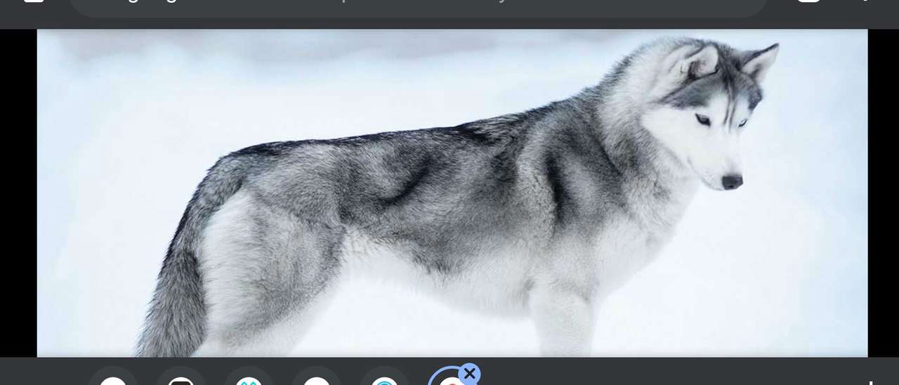 Siberian husky (hundras) Pussel online